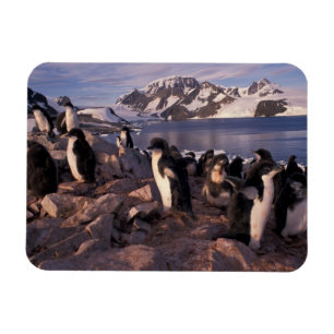 Íman Antártida, filhotes de pinguim Adelie