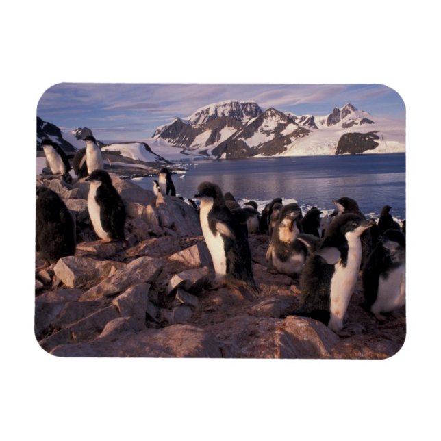 Íman Antártida, filhotes de pinguim Adelie (Horizontal)