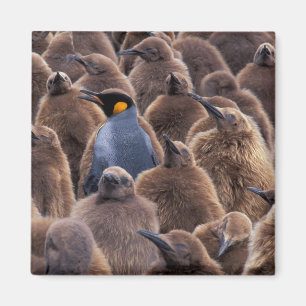 Íman Antártida, Ilha da Geórgia do Sul, pinguins-impera