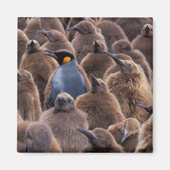 Íman Antártida, Ilha da Geórgia do Sul, pinguins-impera (Frente)