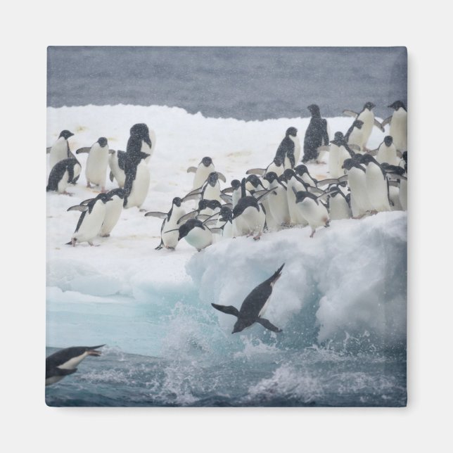 Íman Antártida, Ilha Paulet. Pinguins Adelie (Frente)
