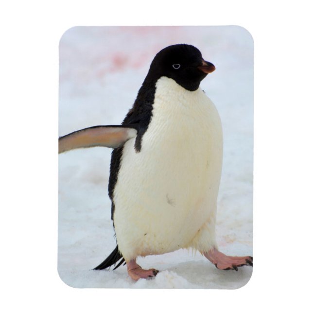 Íman Antártida. Ilha Petermann. Pinguim-de-adélia (Vertical)