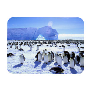 Íman Antártida, Península Antártica, Mar de Weddell, 5