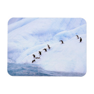 Íman Antártida, Península Antártica. Pinguim-de-barbich
