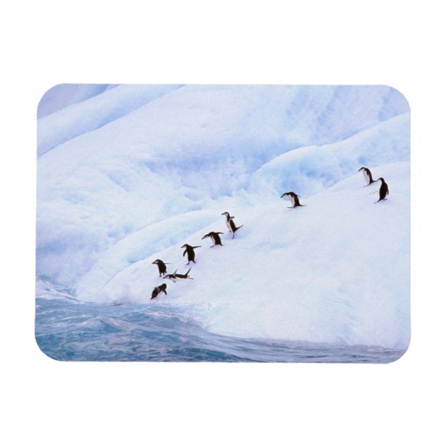 Íman Antártida, Península Antártica. Pinguim-de-barbich (Horizontal)