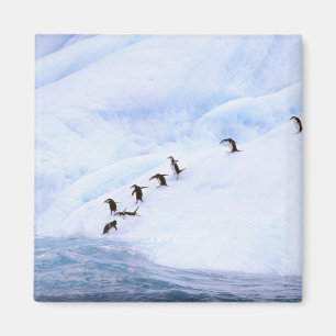 Íman Antártida, Península Antártica. Pinguim-de-barbich