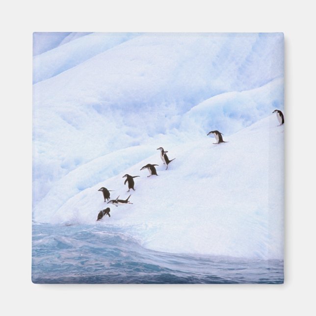 Íman Antártida, Península Antártica. Pinguim-de-barbich (Frente)