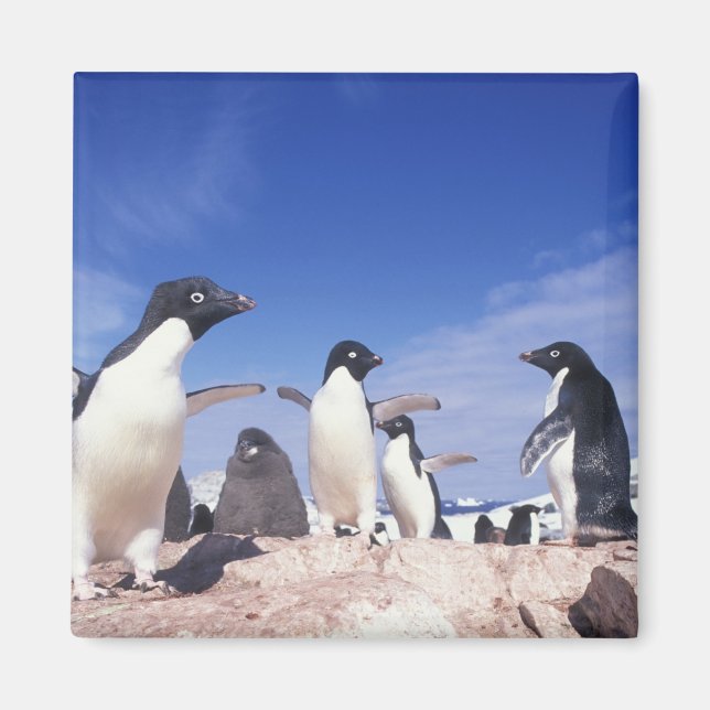 Íman Antártida, Pinguim Adelie Pygoscelis (Frente)