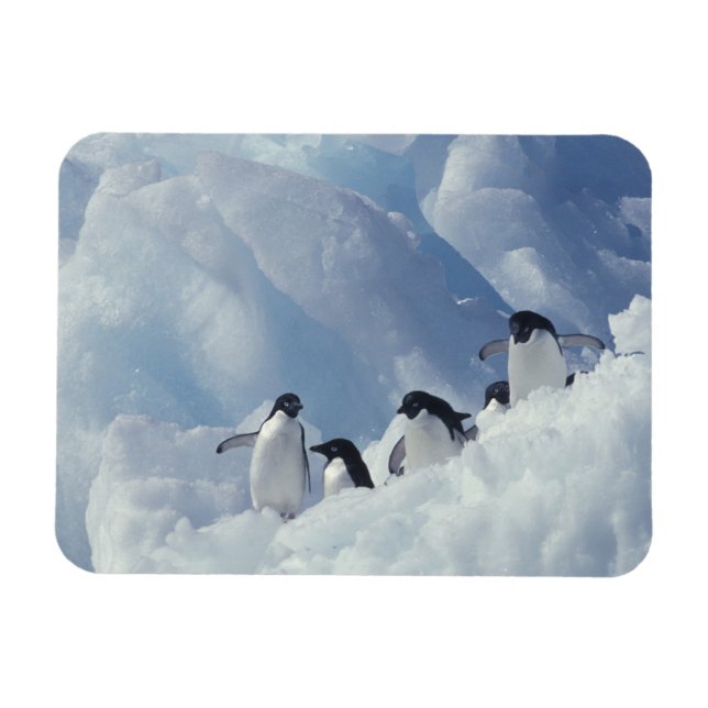 Íman Antártida. Pinguins-de-adélia (Horizontal)