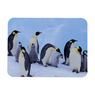 Íman Antártida, Pinguins Imperadores