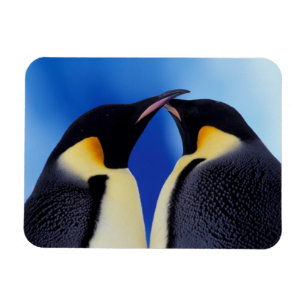 Íman Antártida, Pinguins Imperadores
