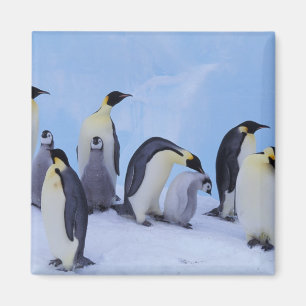 Íman Antártida, Pinguins Imperadores