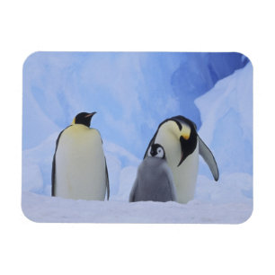 Íman Antártida. Pinguins-imperadores e filhote