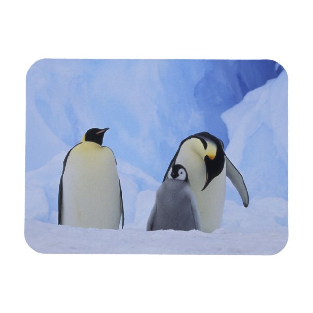 Íman Antártida. Pinguins-imperadores e filhote (Horizontal)