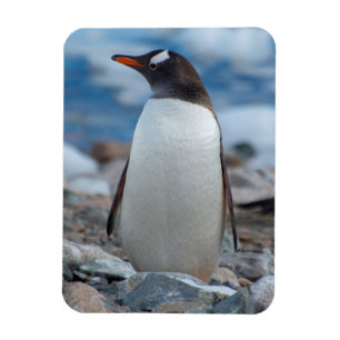 Íman Antártida. Porto Neko. Pinguim-de-gentoo