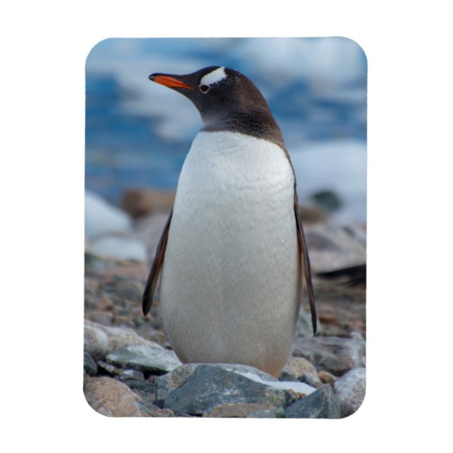 Íman Antártida. Porto Neko. Pinguim-de-gentoo (Vertical)