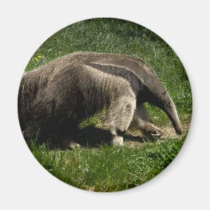 Íman Anteater gigante