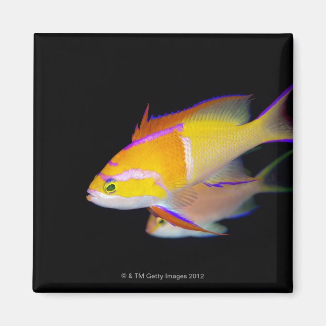 Íman Anthias Bar Branco (Frente)