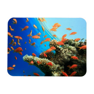 Íman Anthias de Lyretail no recife de corais