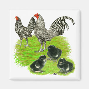 Íman Antiga família Barred Bantam Inglesa