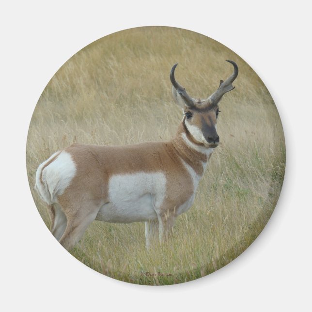 Íman Antílope A1 Pronghorn (Frente)
