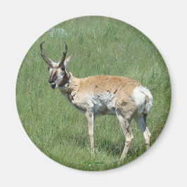 Íman Antilope A3 Pronghorn