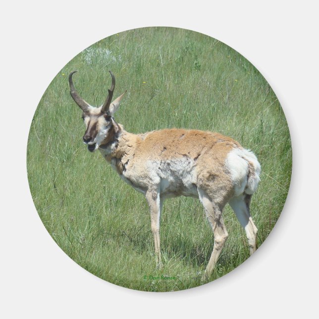 Íman Antilope A3 Pronghorn (Frente)