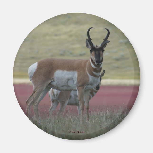 Íman Antilope Berrendo A24 (Frente)