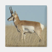 Antilope Berrendo A46