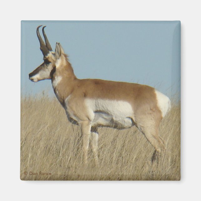 Íman Antilope Berrendo A46 (Frente)