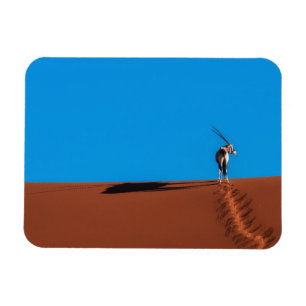 Íman Antílope do Oryx no deserto de Namib