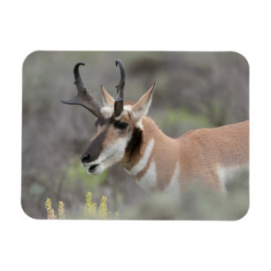 Íman Antílope Pronghorn Macho Grand Tetons