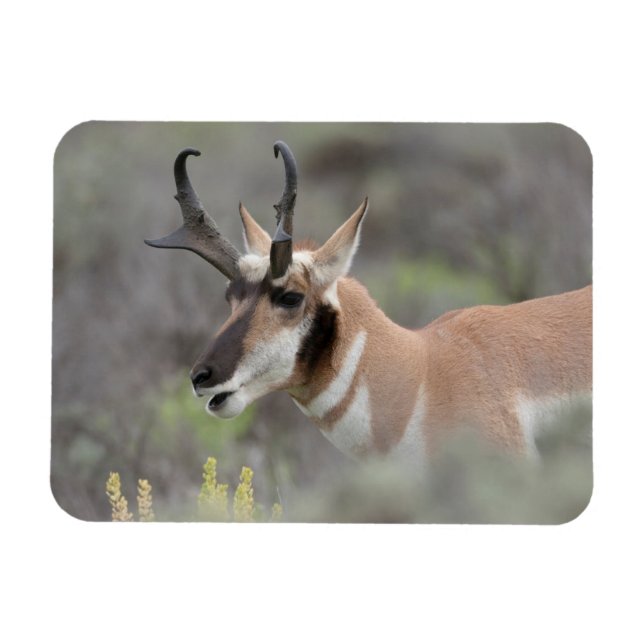 Íman Antílope Pronghorn Macho | Grand Tetons (Horizontal)