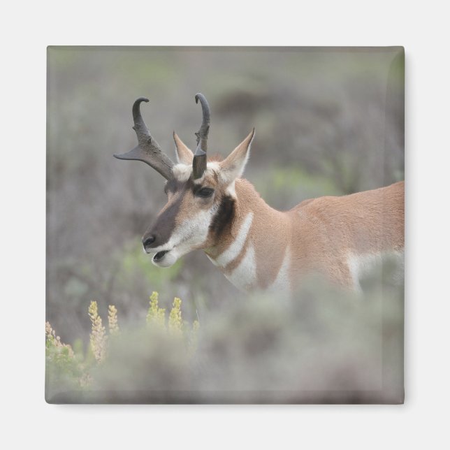 Íman Antílope Pronghorn Macho | Grand Tetons (Frente)