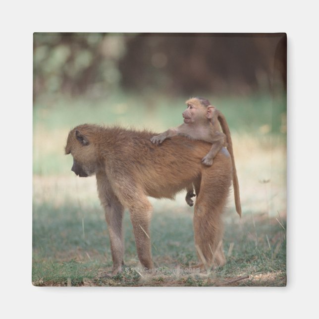 Íman Anubis Baboon (Frente)