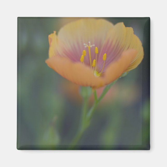 Íman Ao sul de Devine Texas ao longo da Interestadual 3 (Frente)