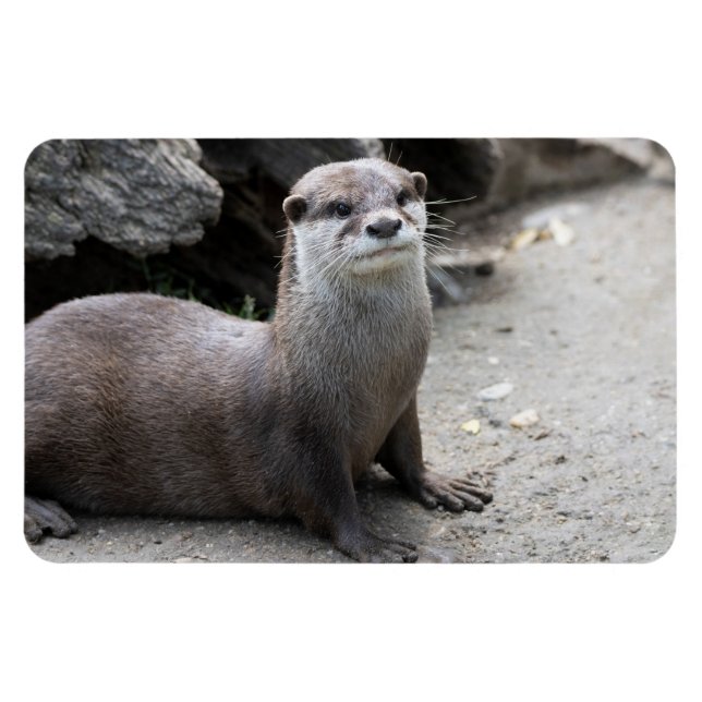 Íman Aonyx cinerea (Horizontal)