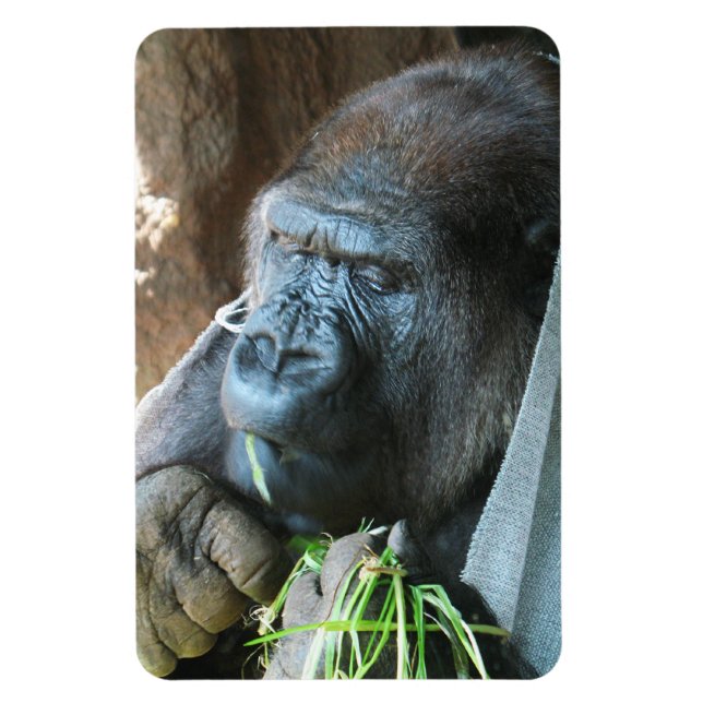 Íman Ape hood ~ Japonês Gorilla Eating (Vertical)