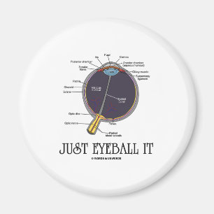 Íman Apenas Eyeball o (dizer da aproximação da anatom