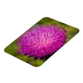 Íman Aperto do caroço do leite