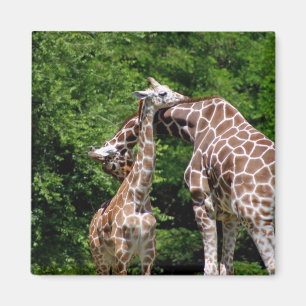 Íman aperto dos girafas