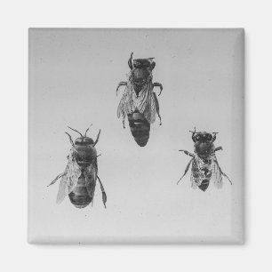 Íman Apiarist da apicultura Apiology de trabalhador do