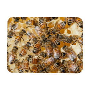 Íman Apicultura na fazenda do mel de Arlo