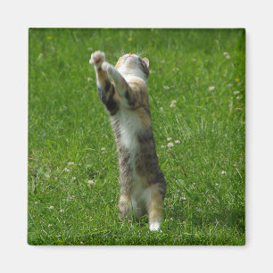 Íman Aplauda-o entrega e carimbam seus pés