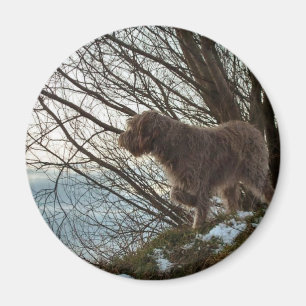 Íman Apontar de Korthals Griffon - de Tsjip