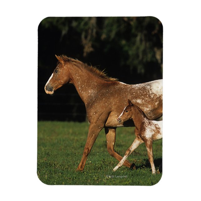 Íman Appaloosa Mare E Foal (Vertical)