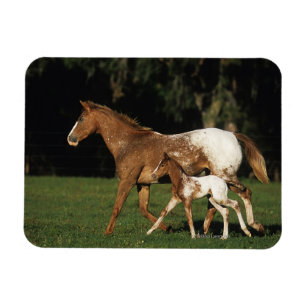 Íman Appaloosa Mare E Foal