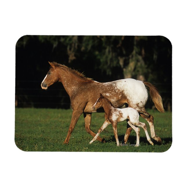 Íman Appaloosa Mare E Foal (Horizontal)