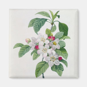 Íman Apple floresce, 'do DES de Les Choix mais Belles