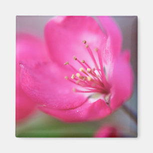 Íman Apple floresce ímã